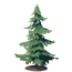 Young Pine Tree.png