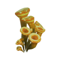 The icon of Baharricenia Flower in the in-game inventory.