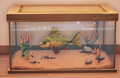 An in-game look at Yellow Perch in a fish tank.