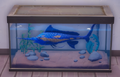 An in-game look at Long Nosed Unicorn Fish in a fish tank.