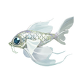 The icon of Mirror Carp in the in-game inventory.