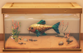 An in-game look at Crucian Carp in a fish tank.
