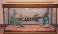 An in-game look at Alligator Gar in a fish tank.