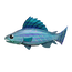 Rainbow Trout.png