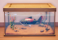 An in-game look at Rosy Bitterling in a fish tank.