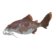 Paddlefish.png