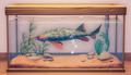 An in-game look at Striped Sturgeon in a fish tank.