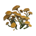 The icon of Cave Cap Flower in the in-game inventory.