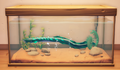 An in-game look at Thundering Eel in a fish tank.