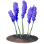 Chapaatail Flower.png
