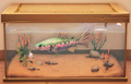 An in-game look at Prism Trout in a fish tank.