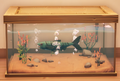 An in-game look at Striped Dace in a fish tank.