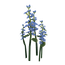 Forget-Me-Not Flower.png