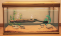An in-game look at Indigo Lamprey in a fish tank.