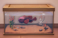 An in-game look at Blobfish in a fish tank.