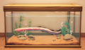 An in-game look at Albino Eel in a fish tank.