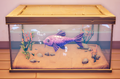 An in-game look at Umbran Carp in a fish tank.
