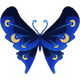 Duskwing Butterfly