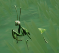 Ein Bild eines noch nicht gefangenen Garden Mantis im Spiel.