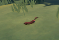 An in-game look at Hairy Millipede when found in the wild.