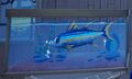 Bluefin Tuna in an aquarium.