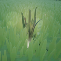 An in-game look at Wild Green Onion.