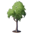 Adult Oak Tree.png