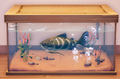 Stalking Catfish in einem Aquarium