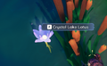 A Crystal Lake Lotus