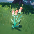 An in-game look at Sundrop Lily.