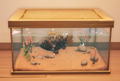 An in-game look at Bahari Bass in a fish tank.