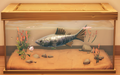 An in-game look at Platinum Chad in a fish tank.