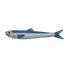 Oily Anchovy.png