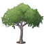 Mature Oak Tree.png