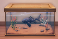 An in-game look at Cantankerous Koi in a fish tank.
