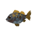 The icon of Bahari Bass in the in-game inventory.