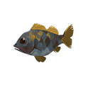 The icon of Bahari Bass in the in-game inventory.
