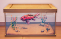 An in-game look at Scarlet Koi in a fish tank.