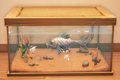 An in-game look at Mirror Carp in a fish tank.