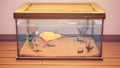 An in-game look at Dawnray in a fish tank.