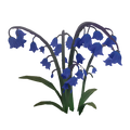The icon of Bluebell Flower in the in-game inventory.