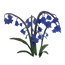 Bluebell Flower.png