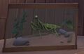Garden Mantis in a terrarium.