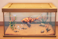 An in-game look at Calico Koi in a fish tank.