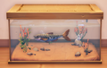 An in-game look at Chub in a fish tank.