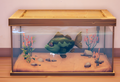 An in-game look at Largemouth Bass in a fish tank.