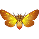 Spitfire Cicada