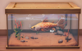 An in-game look at Golden Salmon in a fish tank.