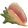 Flotsam Conch