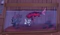 Scarlet Koi in an aquarium.